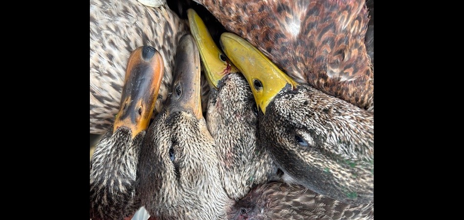 Mallard Hunt