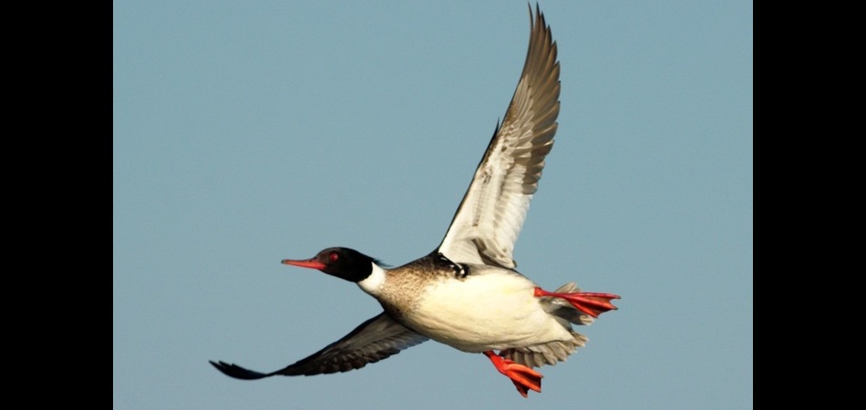red-breasted Merganser