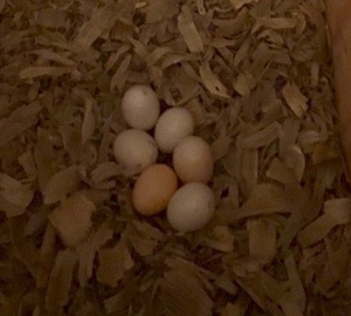 eggs