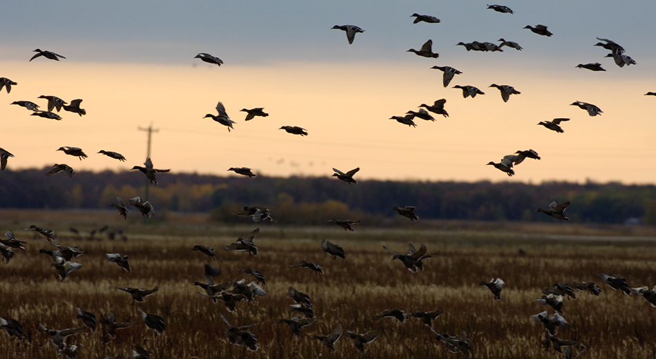 large flock of mallards