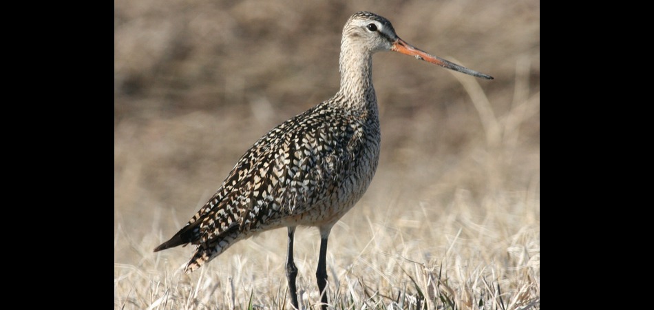 Marbled Godwit