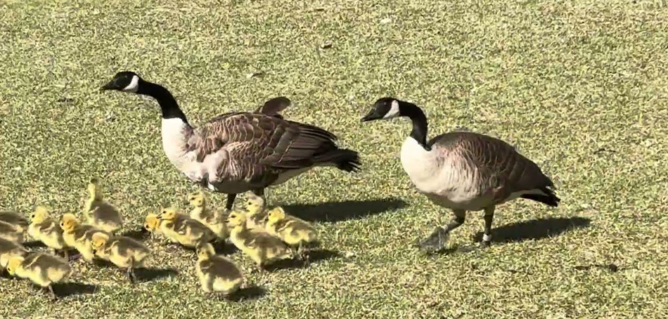 geese