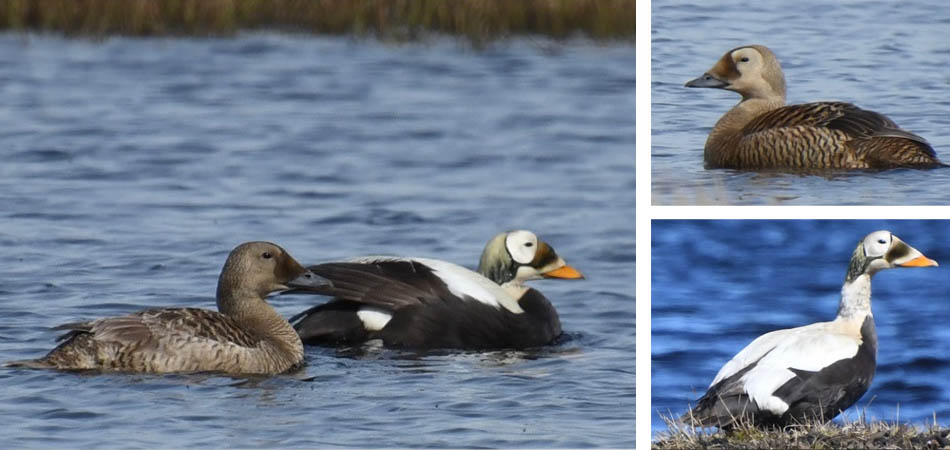 Spectacled Eider