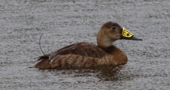 canvasback hen with GPS transmitters