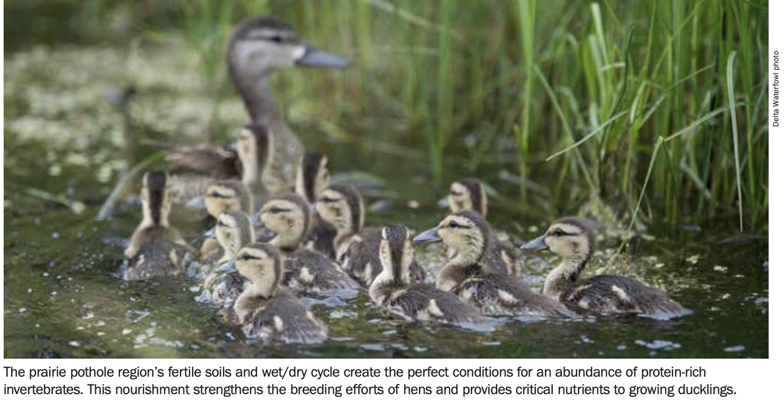 Ducklings with hen in water