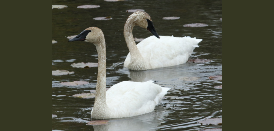 trumpeter swans in water