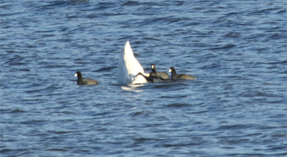 coots