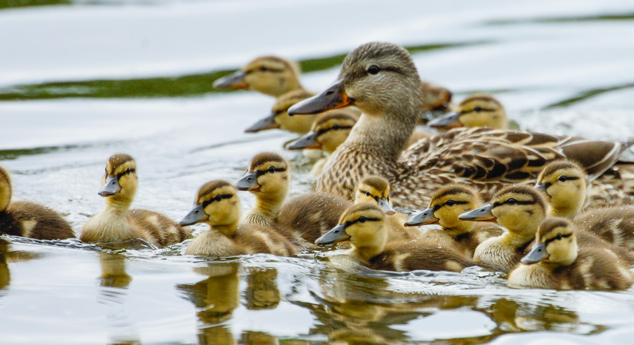 Mallard hen with ducklings