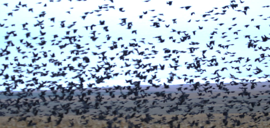 blackbird flock