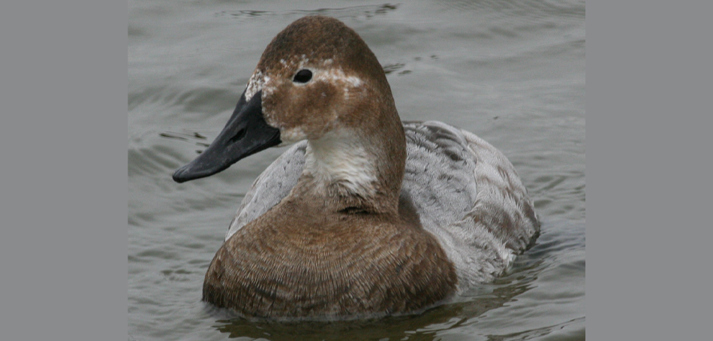 older hen in water