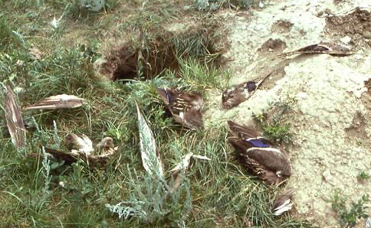 red fox den with female duck wings
