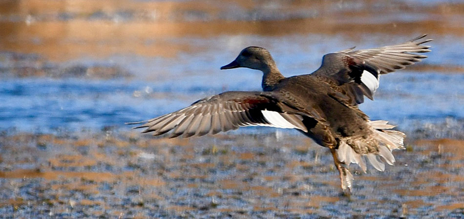 Young Gadwall