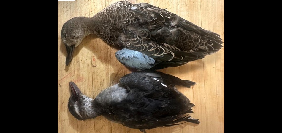Bufflehead and blue winged teal