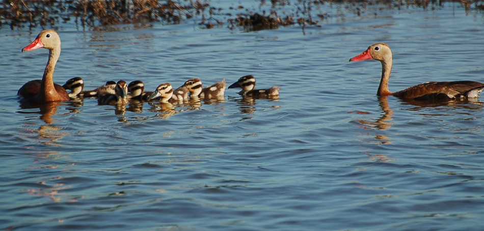 whistling ducks