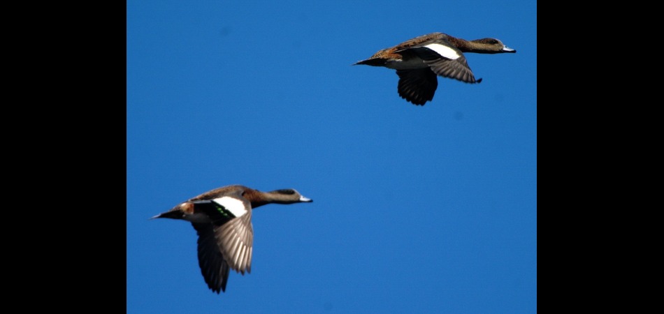 Wigeon