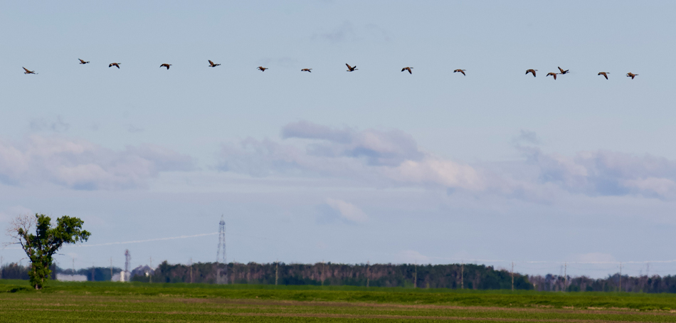 ducks flying above a field