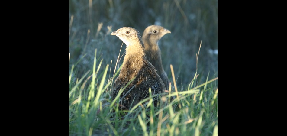 Gray Partridge