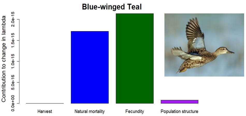 Blue-winged teal graph