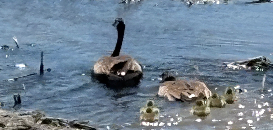 Canada geese 