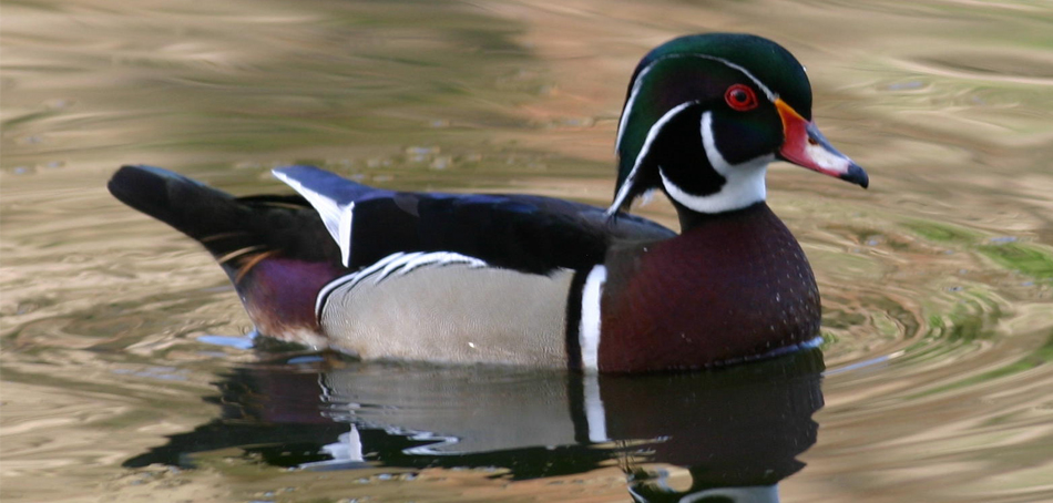 wood duck