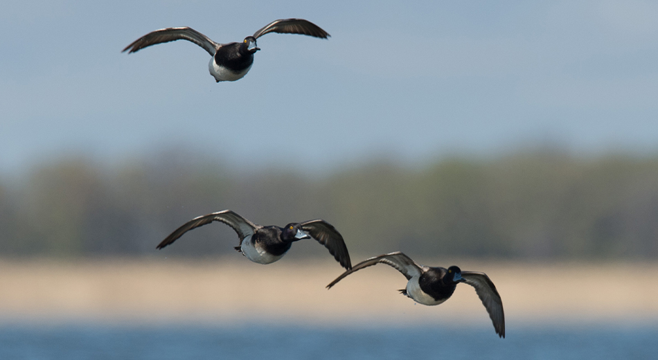3 ringnecks flying