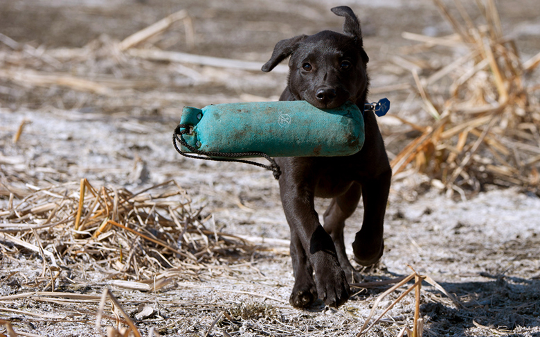puppy with dog training toy