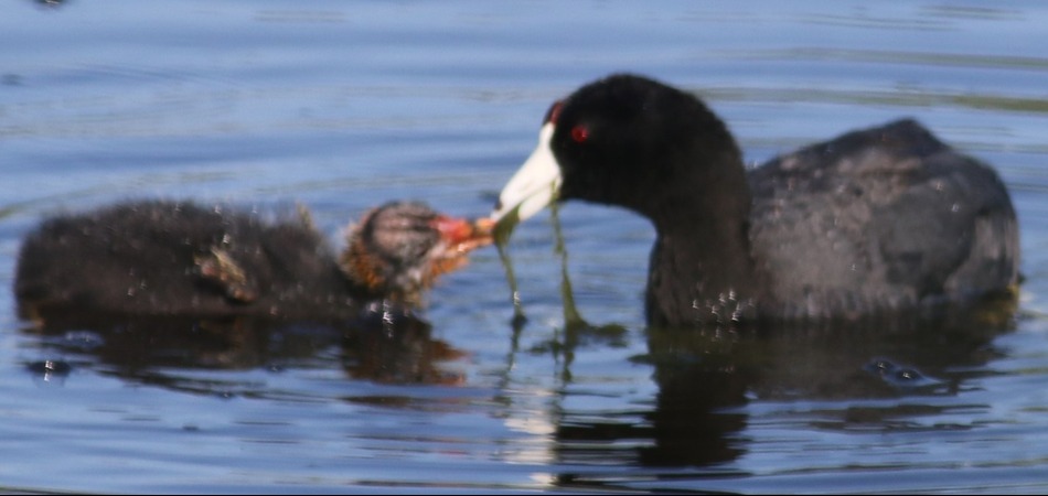 American Coot with young