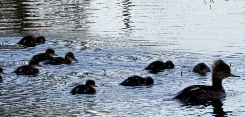 Hooded Mergansers