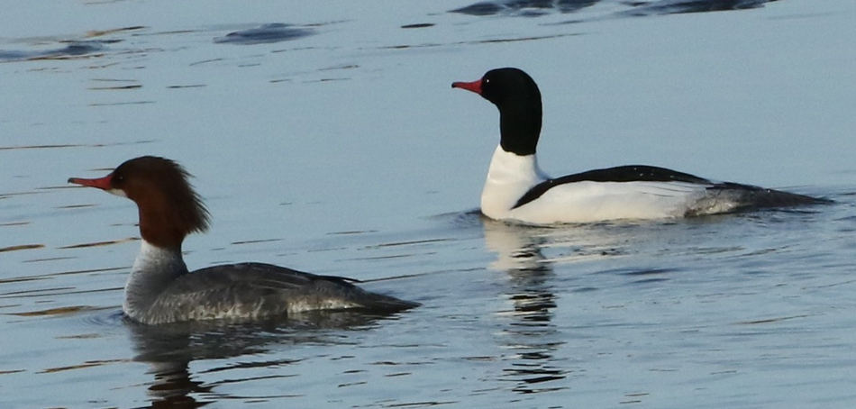 common mergansers in water