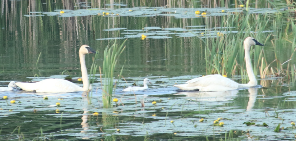 2 trumpeter swans