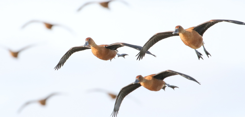 Whistling Ducks