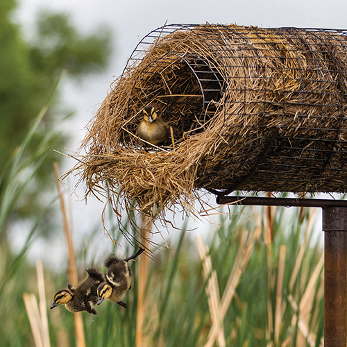 ducklings and hen house