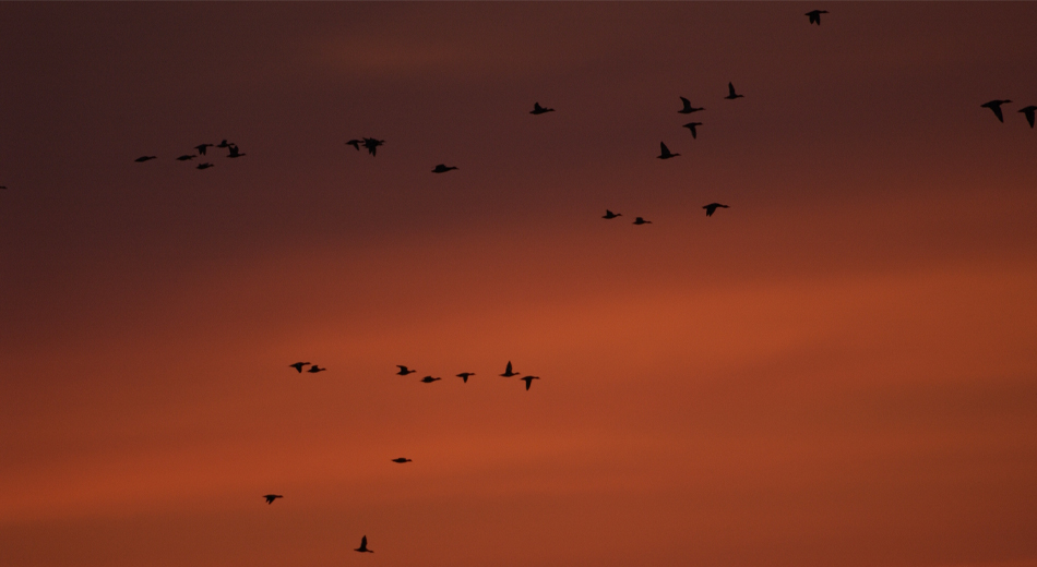 sunset with ducks flying