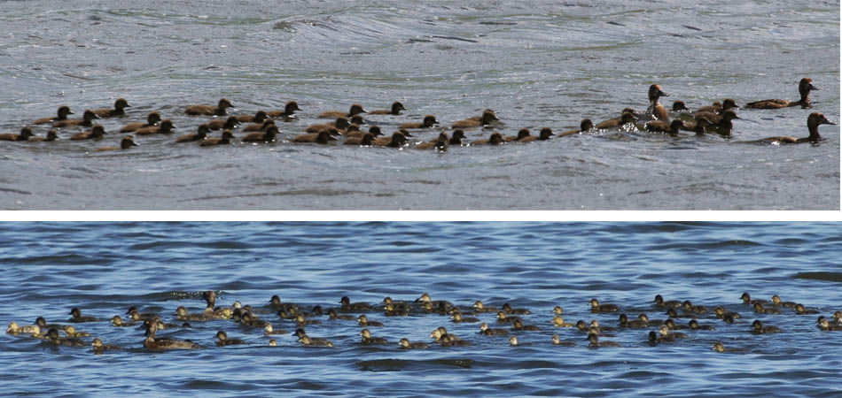 Redhead and Lesser Scaup Creche