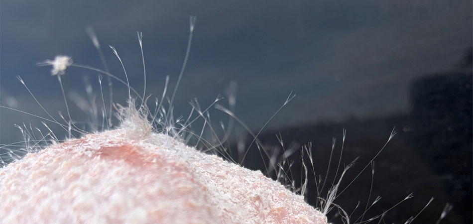 Filoplumes on goose breast