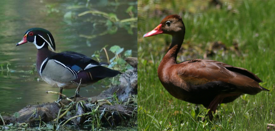 wood duck 