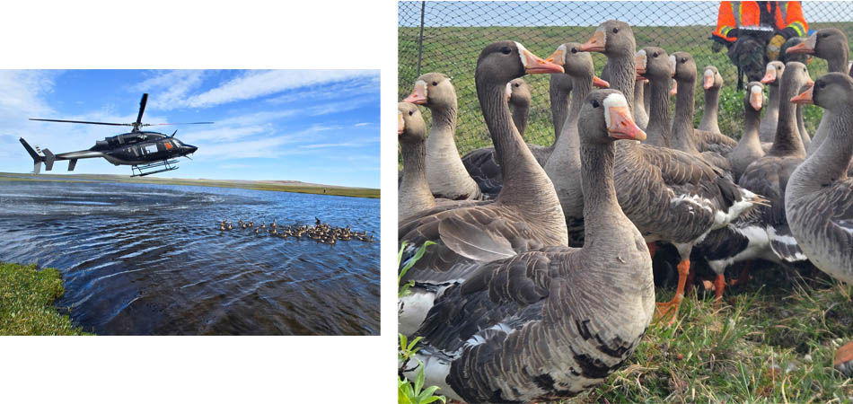 Helicopter and White Fronted Geese