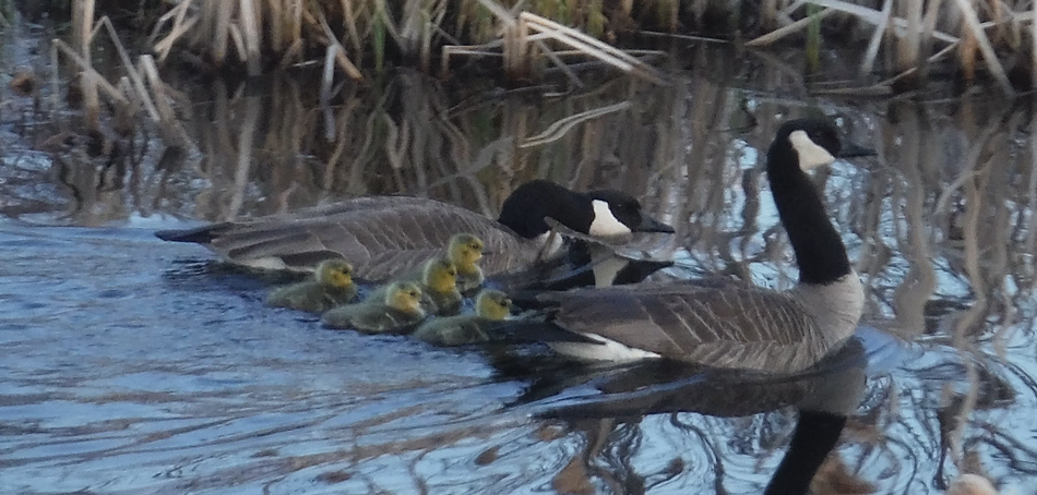 geese in water