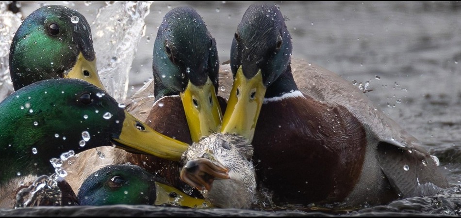 Mallards