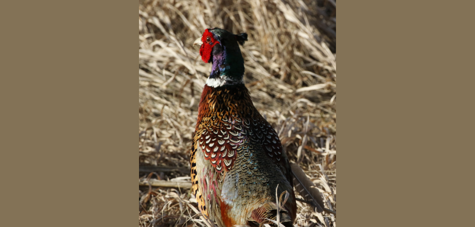 pheasant