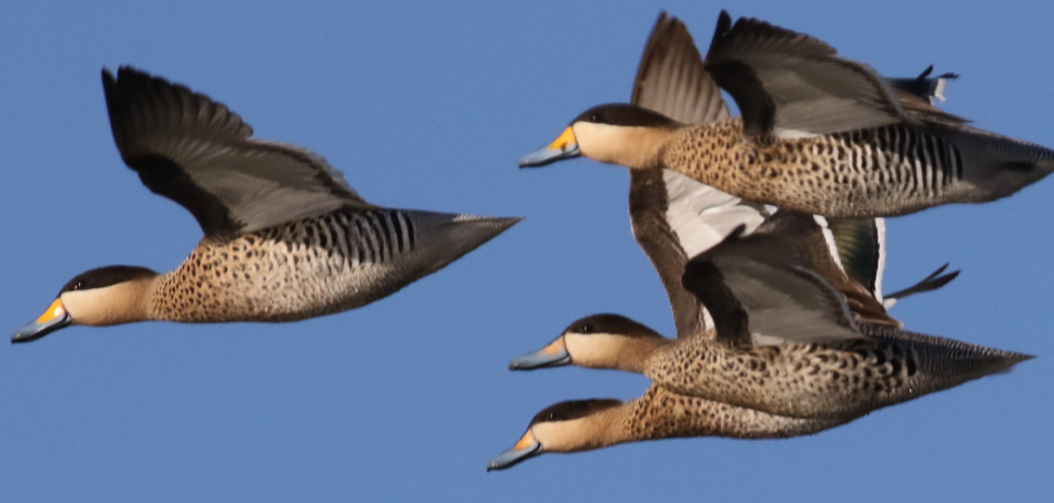 Silver teal