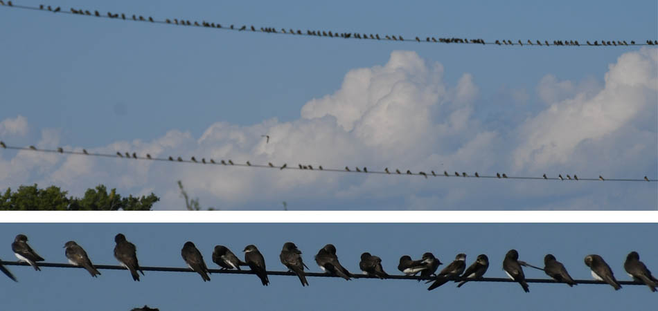 Swallows on powerlines