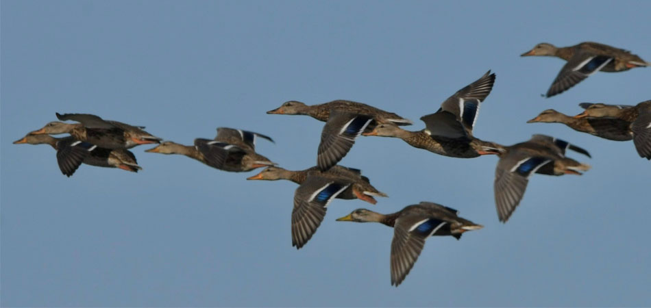 Mallards in Flight