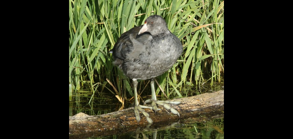 juvenile coot
