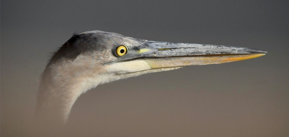 Great blue heron