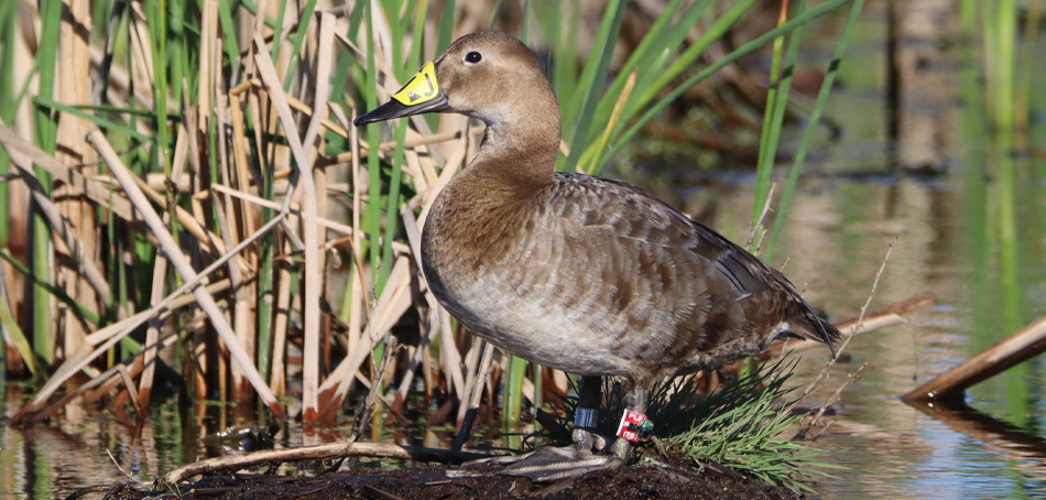 marked hen