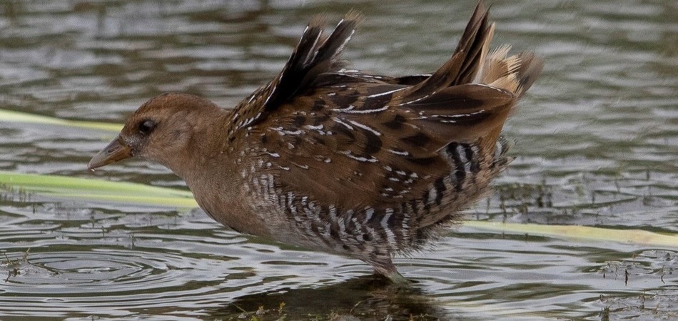 Sora