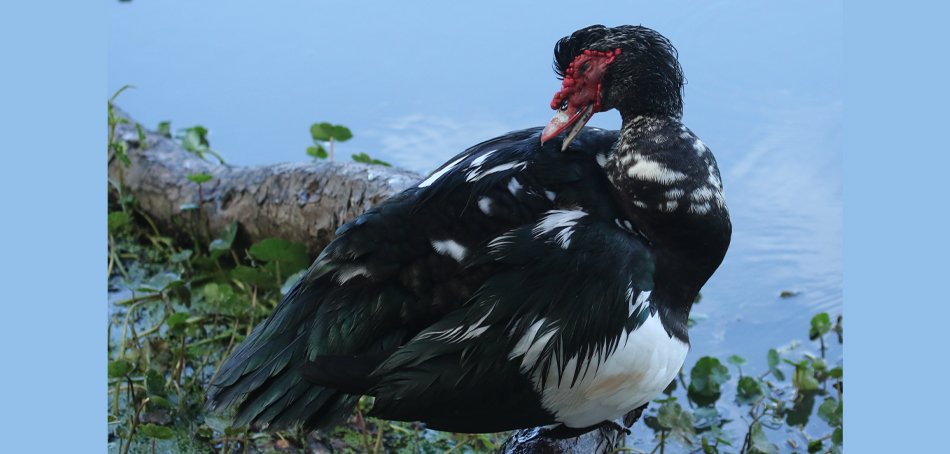 muscovy male