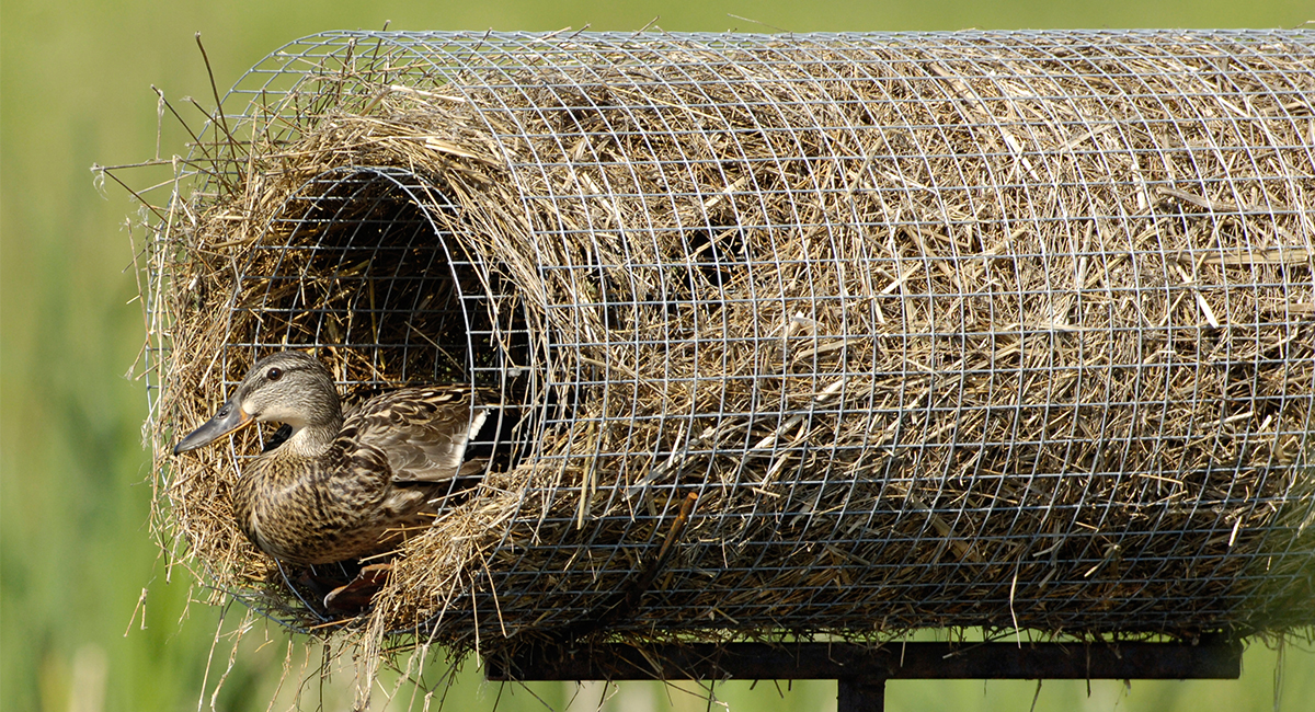 Mallard Duck House Plans Free