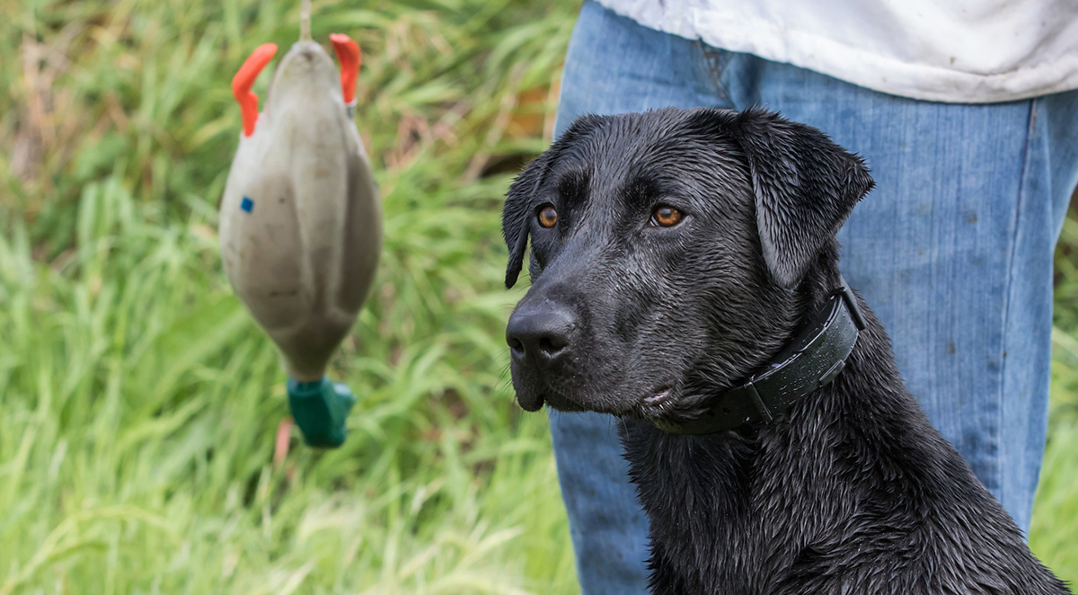 duck dog training